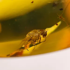 AMBER Stone - Insect Inclusion, Real Fossil - Tumbled Stones, Tumbled Crystals, Healing Crystals and Stones, 52759